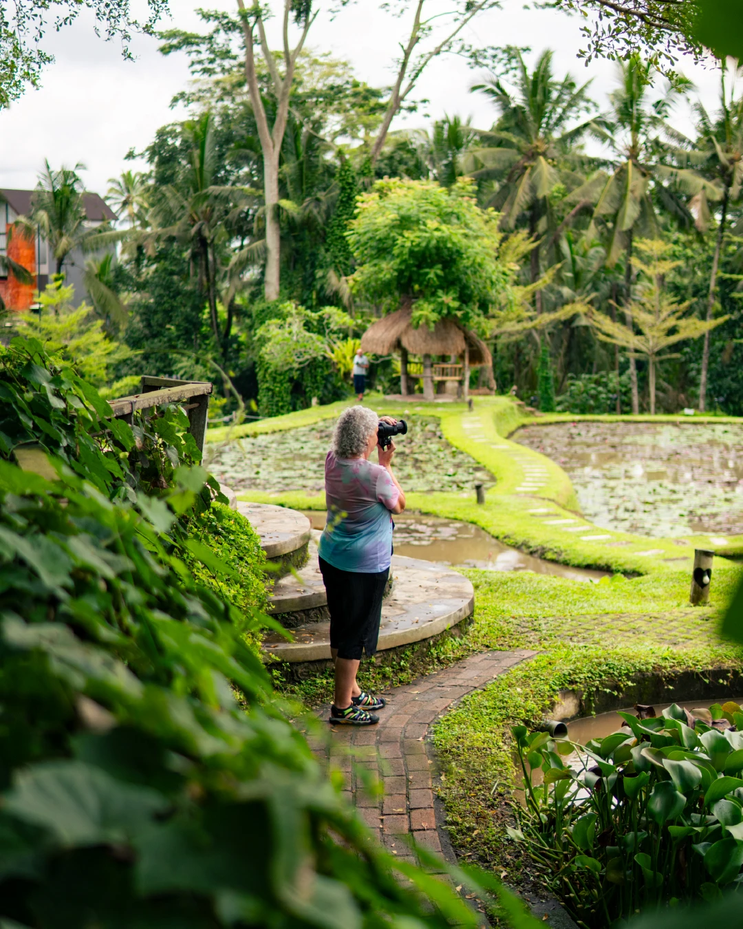 The lily pond garden