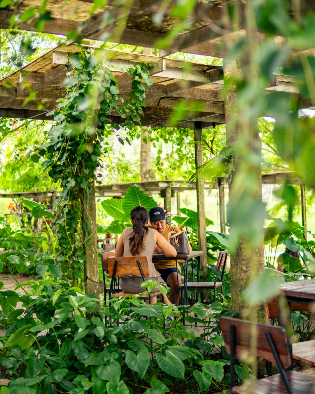 Vines over the pergola