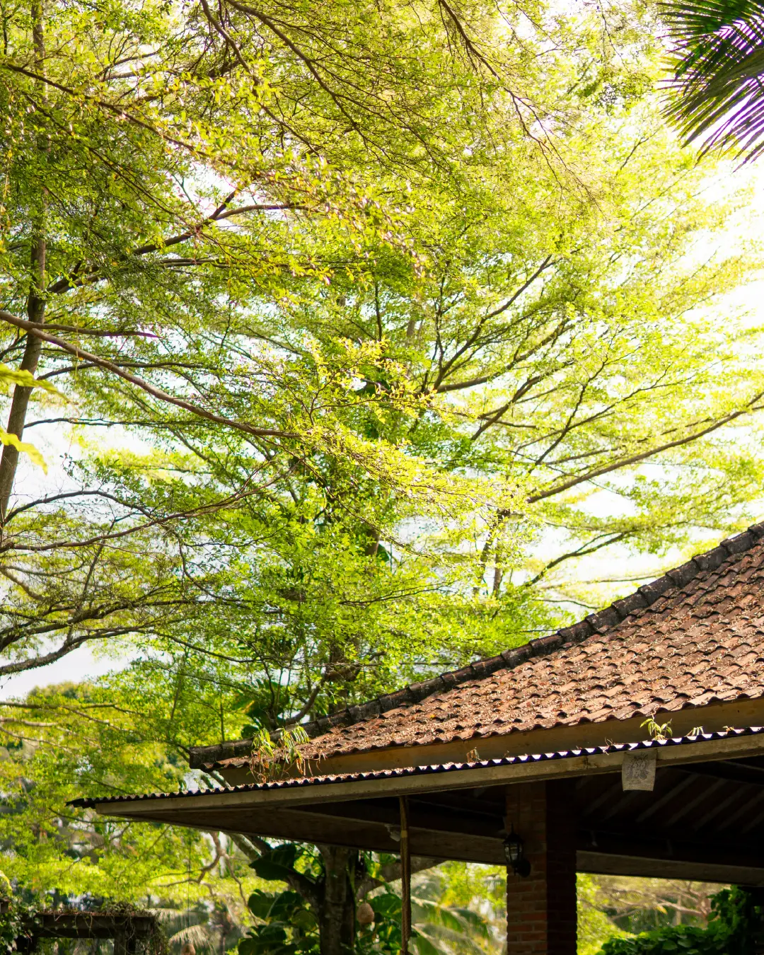 The old roof under the trees